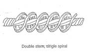 Double Stem Single Spiral image